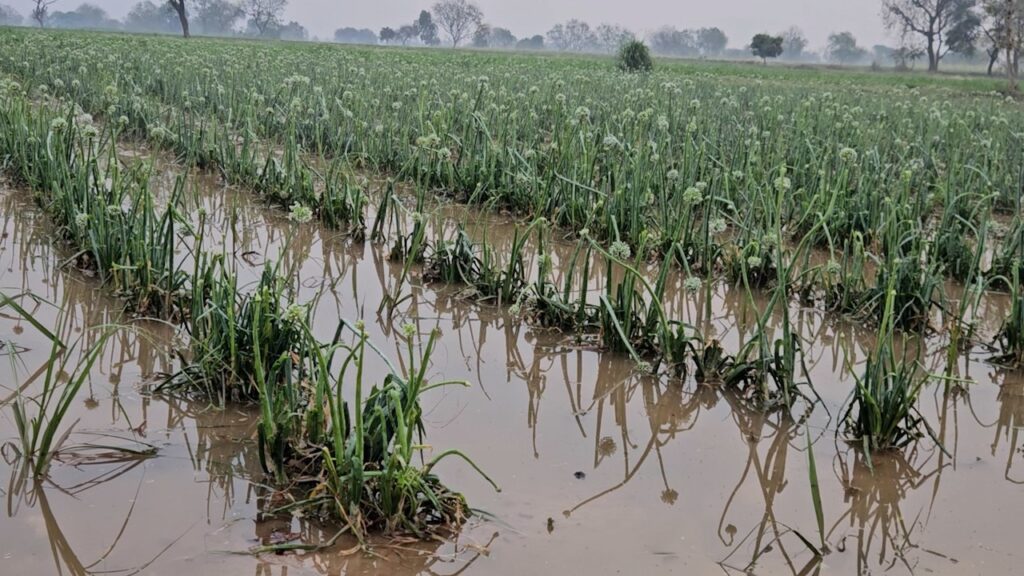 Unseasonal Rainstorm: सिन्नर, येवल्यात अवकाळीचा तडाखा, १३ हेक्टरचे नुकसान. Unseasonal Rainstorm